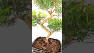 Syzygium Myrtle Flowering Easy Care Bonsai - Sensational Styling #bonsaistyling #bonsai #bonsaitree