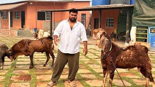 Razzak Sinan Goat Ranch Full Farm Tour | Palai & Bharai Service Available