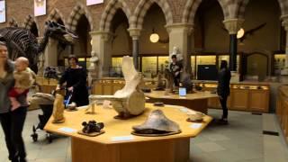 Oxford University Museum of Natural History: Museum of the Year 2015 finalist