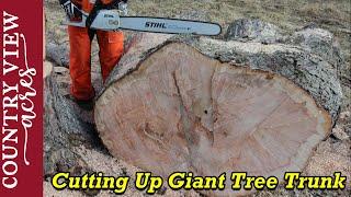 Cutting up a giant tree trunk.  The chainsaw is just big enough to do it.