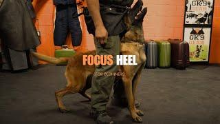 The Focus Heel For Beginners