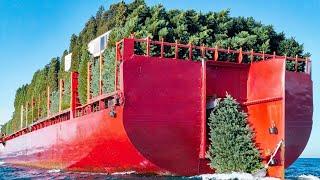 They Dumped Millions of Dead Christmas Trees Into the Lake, the Result Is Amazing