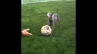 Vitto Italian Greyhound Plays Soccer