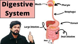 पाचन तंत्र | Digestive system Anatomy and Physiology | Hindi | Bsc Nursing | D pharma | B Pharmacy