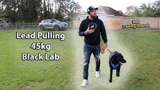 Lead Walking Basics - Black Labrador 45kg - No More Pulling - Professional Dog Trainer