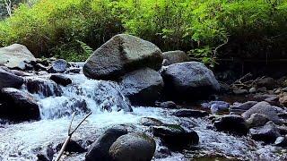 Peaceful Forest River Calming Mountain Stream Sound Beautiful Birds Chirping