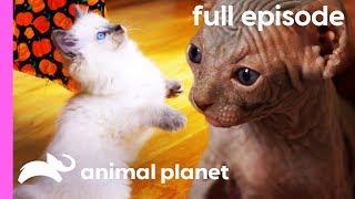 Ragdoll, Burmese, and Sphynx Kittens | Too Cute! (Full Episode)