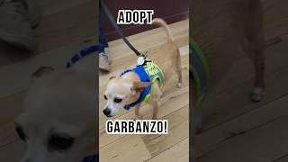 Adopt Garbanzo at Muttville, San Francisco!