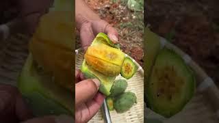 Freshly picked edible cactus #fruit #farming