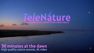 Dawn at the coast. Pristine nature, dawn chorus, seabirds, relaxing sounds, no music, 4K video