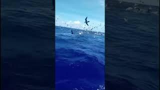 School of tuna fish down South of Guam.       #everyone #fishing #fish #fisherman #flockofbirds