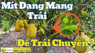 Mít Đang Mang Trái Có Nên Để Trái Chuyền Hay Không