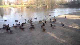 enten im gütersloher stadtpark