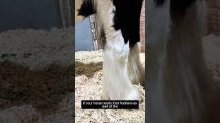 Your horse's feathers  - should you clip them?