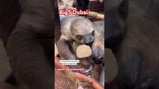 Sloths at Big5 trade fair in Dubai ️️️