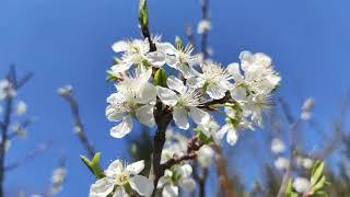 Vogelkirsche (Prunus avium) Große Grüne Reneklode Ringelotte 21. April Blüte Garten bestäuben Baum