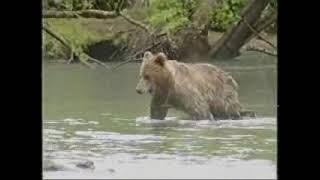 #Kamchatka Brown #Bear Bathing, Swimming & Fishing #TVDATA Animal Footage Collection Бурый #медведь