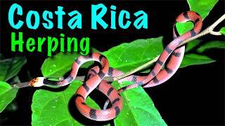 Amazing Snakes Found During Herping Adventures In Costa Rica