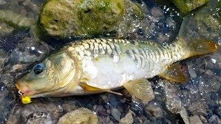 Fishing for carp in the desert! Mirror carp madness!!!!