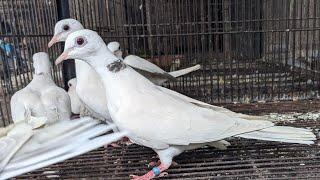 Update on Blond Ivory Combination of Ring Neck Dove