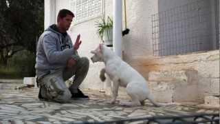 Casper.dogo argentino from Greece.Some trainning in progress.