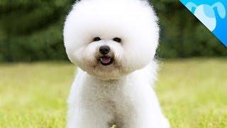 Bichon Frisé Facts