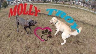 Labrador "Troy" & Cane Corso "Molly" - our new friend