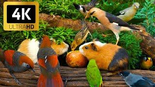 Magical Cat TV  Cute Birds & Mischievous Squirrels Search for Snacks  Bird Videos for Cats 4K