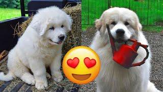 Great Pyrenees — Adorable And Hilarious Videos And Tik Toks Compilation