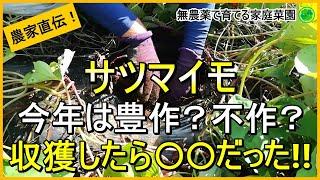 【サツマイモ】いよいよ本収穫！紅はるかを掘ってみた結果【有機農家直伝！無農薬で育てる家庭菜園】　24/9/24