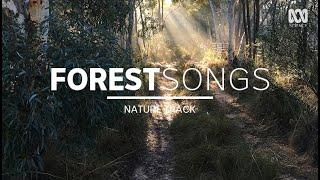 Bush sounds, birdsong in Australia — sleep music (2 hours) | Nature Track