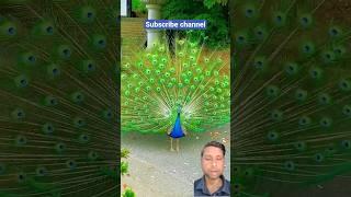 peacock#gyan#beautiful #nature