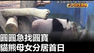 貓熊母女分居首日 圓圓急找圓寶 |【民生八方事】| 2023010907 @gtvnews27