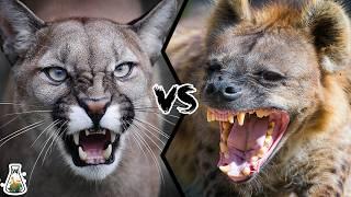 COUGAR VS HYENA - Who Would Win A Fight?