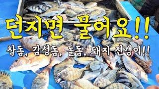 [다리tv] 와 여기는 뭐지?! 던지면 물어요!!! 감성돔, 참돔, 돌돔, 돼지 전갱이 까지!!!