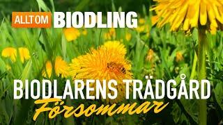 Biodlarens trädgård: Försommar | Blommor & bin