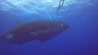 Tiburón ballena (whaleshark) y mobulas (Isla de Santa María, Azores)