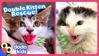 Hissing Kittens Need To Be Rescued! | Dodo Kids