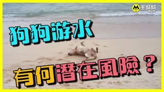 【寵物講醫D】狗狗游水有何潛在風險？