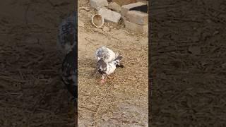 pigeon sounds | kabootar voice #pigeon #sound #birds #shorts