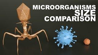 MICROORGANISMS Size Comparison - 3D