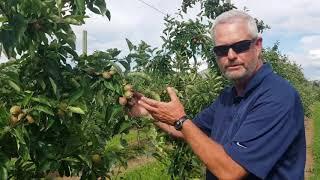 CFP Hand Thinning Apples HD 26Jun20