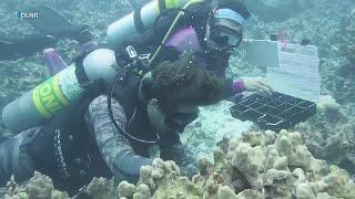 Spearfishing community targets invasive species off Hawaii Island