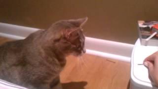 Bobby pin thief