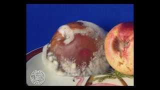 Brown rot of nectarines