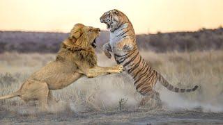 Lion VS Tiger -  Who will win in a fight ?