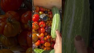 My backyard grocery haul. #growyourownfood #gardening #homegardening #backyardharvest