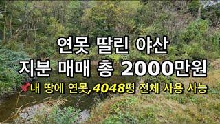 173번연못 딸린 야산 지분 매매 총 2000만원 #안동땅 #안동토지매매 #안동토지 #안동부동산 #의성땅 #의성땅매매 #의성땅매물 #의성부동산 #의성토지매매 #의성토지