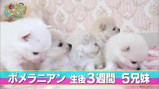 【子犬まとめ動画】ポメラニアンの赤ちゃん 5兄弟