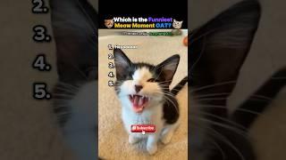 Funniest Meow Moments OAT